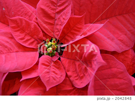 ポインセチア（プレミアムレッド） 2042848