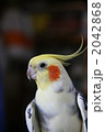 オカメインコのゴンちゃん 2042868
