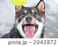 黒柴犬テツくん 2042872