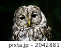 眠いよー 2042881