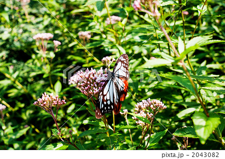 アサギマダラとフジバカマ 2043082