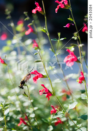 オオスカシバ 2043084