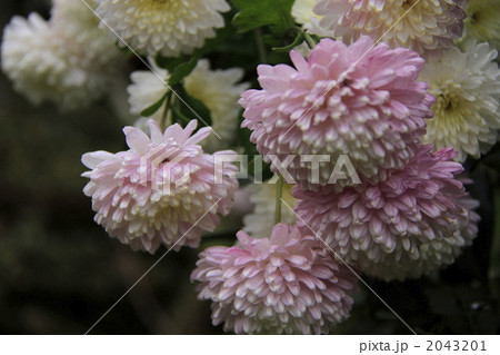 日本の花 ポンポン菊 丸い菊の写真素材 431