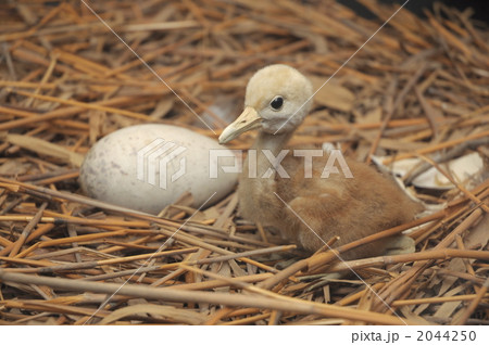 タンチョウ誕生 2044250