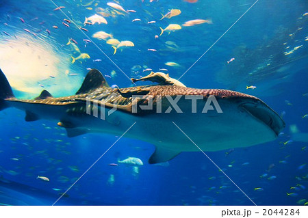 海の中の王者 ジンベイザメ の写真素材