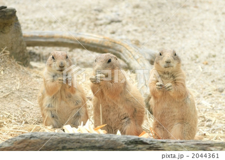 プレーリードッグ プレーリードッグ 2044361