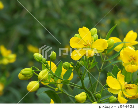ハナセンナの花 2044403