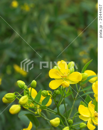 ハナセンナの花 2044407