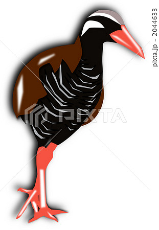 ヤンバルクイナ 野生動物 鳥のイラスト素材