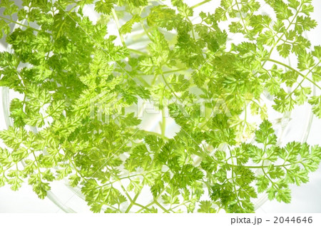 チャービル 2044646