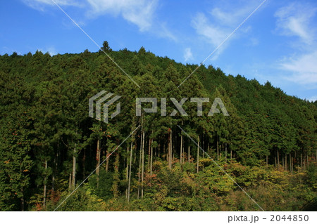 スギ林 2044850