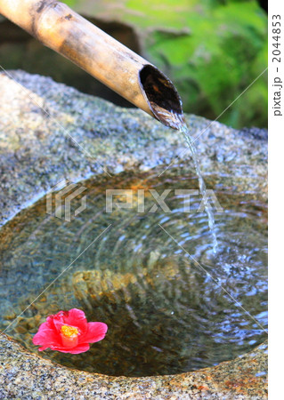 水面に浮かぶ一輪の椿 2044853