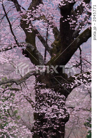 駒ザクラ 2045771