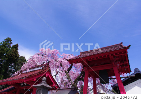 乙姫桜 乙姫桜 2045772