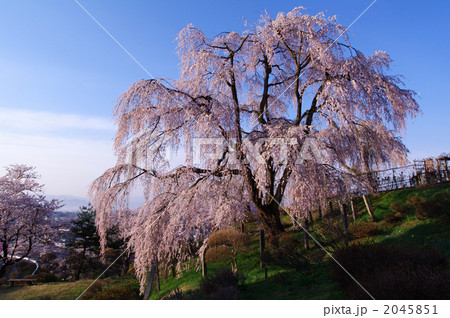 眺陽桜 眺陽桜 2045851