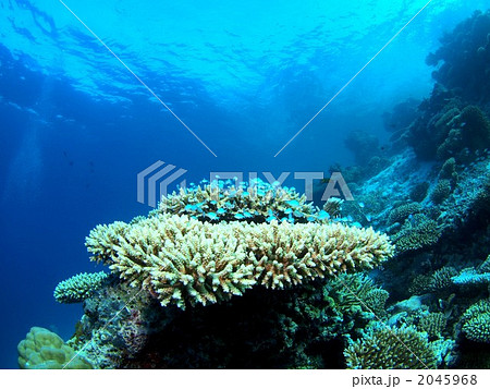 青い魚の群れ 青い魚の群れ 2045968