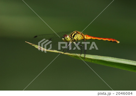 ヒメアカネのオス 2046084