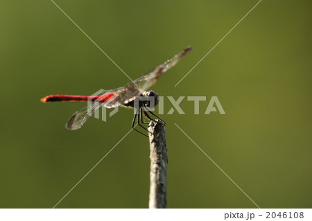 リスアカネのオス リスアカネのオス 2046108