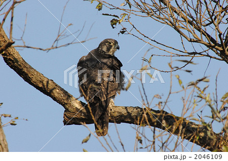 ハヤブサ ハヤブサ 2046109