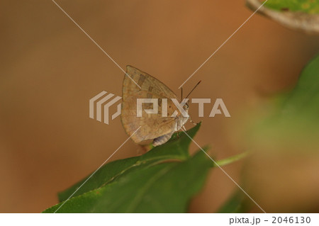 ムラサキシジミ ムラサキシジミ 2046130