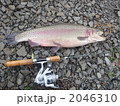 50cmオーバーニジマス 2046310