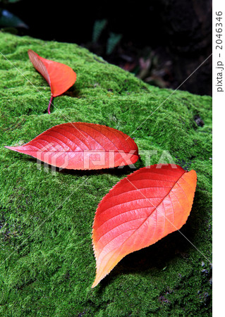 赤い落ち葉と苔の写真素材