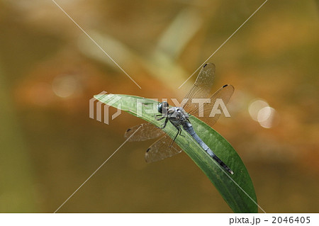 シオカラトンボのオス シオカラトンボのオス 2046405