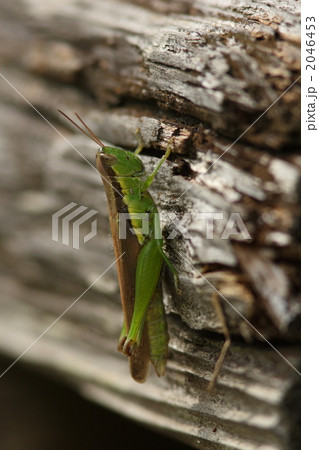 ハネナガイナゴ 2046453