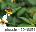 ミツバチ 2046854