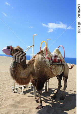 鳥取砂丘ラクダの写真素材 464