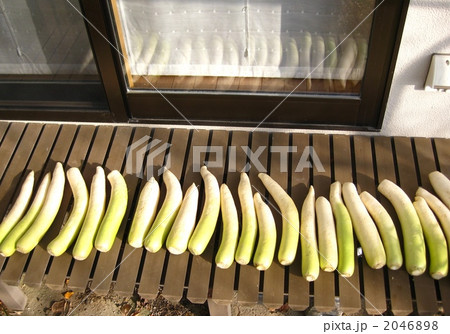 たくあん漬けの準備 2046898