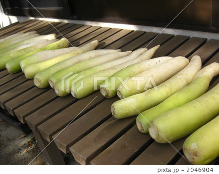 たくあん漬けの準備 2046904