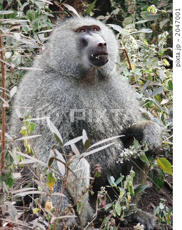 ウマい！ 2047001