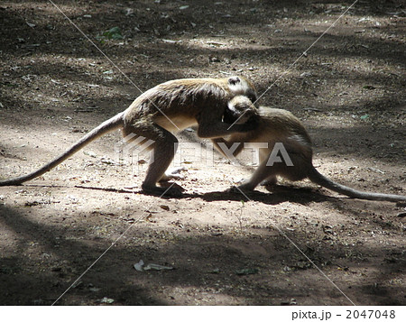 サバンナモンキーのケンカ 2047048