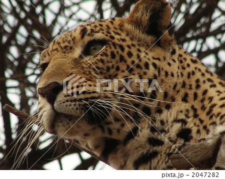 見つかったヒョウ　２ 2047282