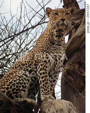 見つかったヒョウ　５ 2047287