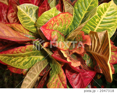 アケボノ 2047318