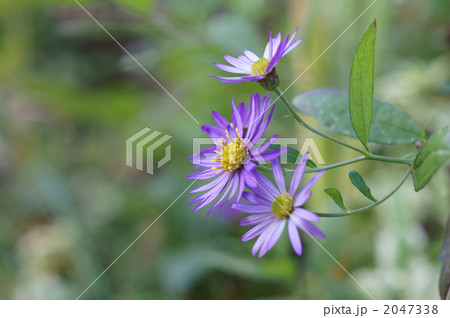 紫色のノコンギクの花 2047338