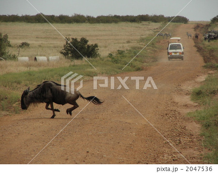 ヌーとサファリカー ヌーとサファリカー 2047536