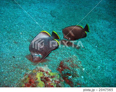 小笠原を代表する魚のユウゼン 2047565