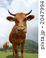 うし 2047994