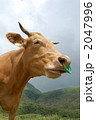 うし 2047996
