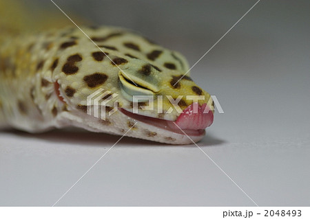 ヒョウモントカゲモドキの舌なめずり 2048493