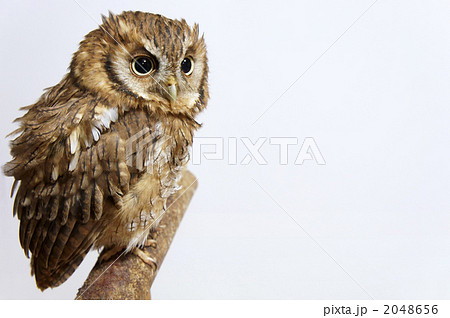 スピックスコノハズク2 2048656