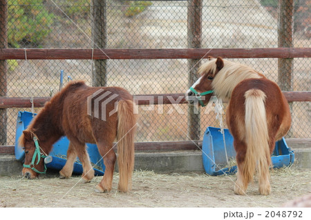 ポニー 2048792