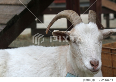 山羊 2048874