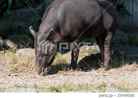 ベアードバク 2049080