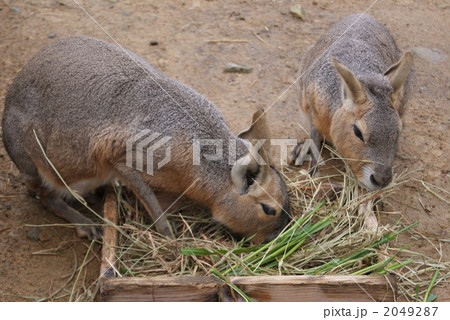 テンジクネズミ科のマーラ 2049287