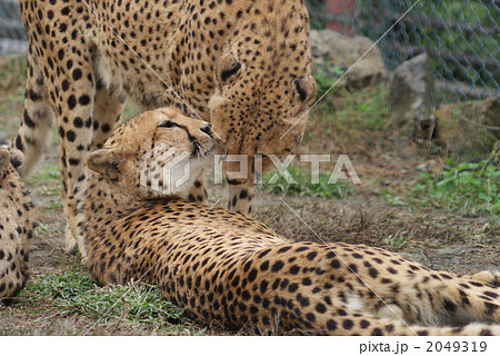 仲良しチータ 2049319
