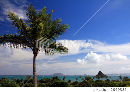 ヤシの木とチャイナマンズハット ヤシの木とチャイナマンズハット 2049385